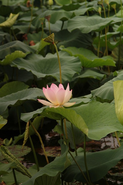 Free Lotus Green Leaf photo and picture