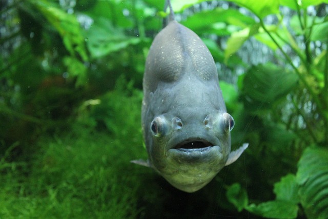 Free Fish Aquarium photo and picture