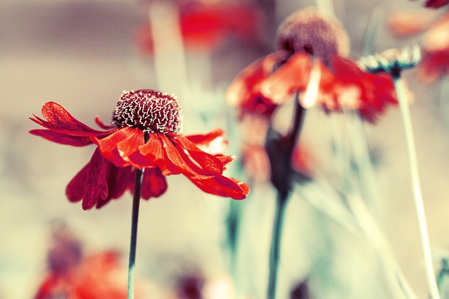 Free Flower Red photo and picture