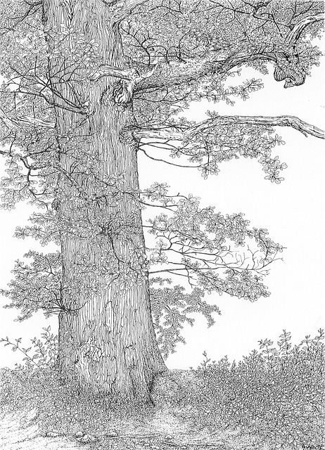 Free Tree Nature illustration and picture