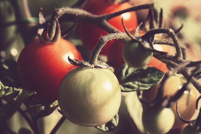 Free Tomato Tomatoes photo and picture