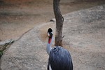 bird, hair, poof