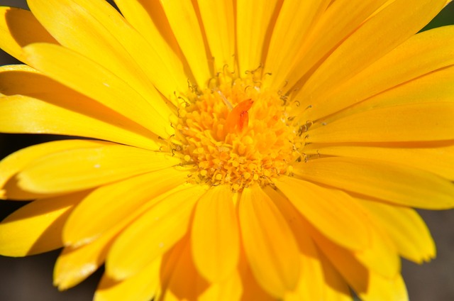 Free Chrysanthemum Nature photo and picture