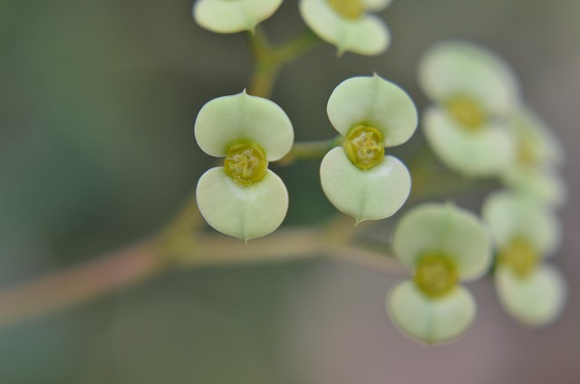 Free Plant Macro photo and picture