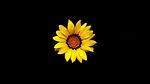 mother's day, flower, yellow