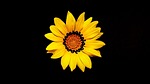 mother's day, flower, yellow