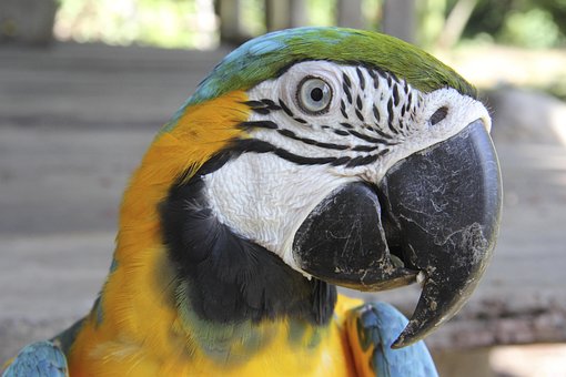 Guacamayo, Loro, Tropical, Exótico