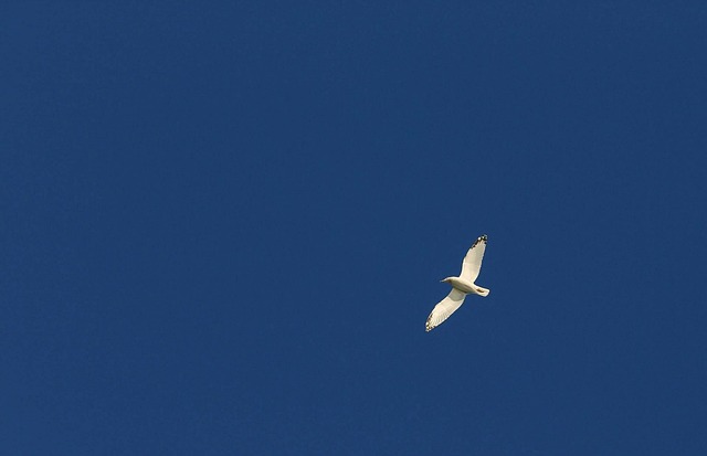 Free Bird Gull photo and picture