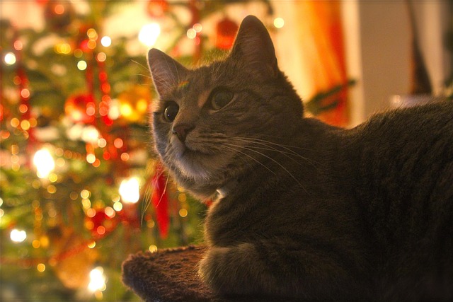 Free Cat Christmas Tree photo and picture