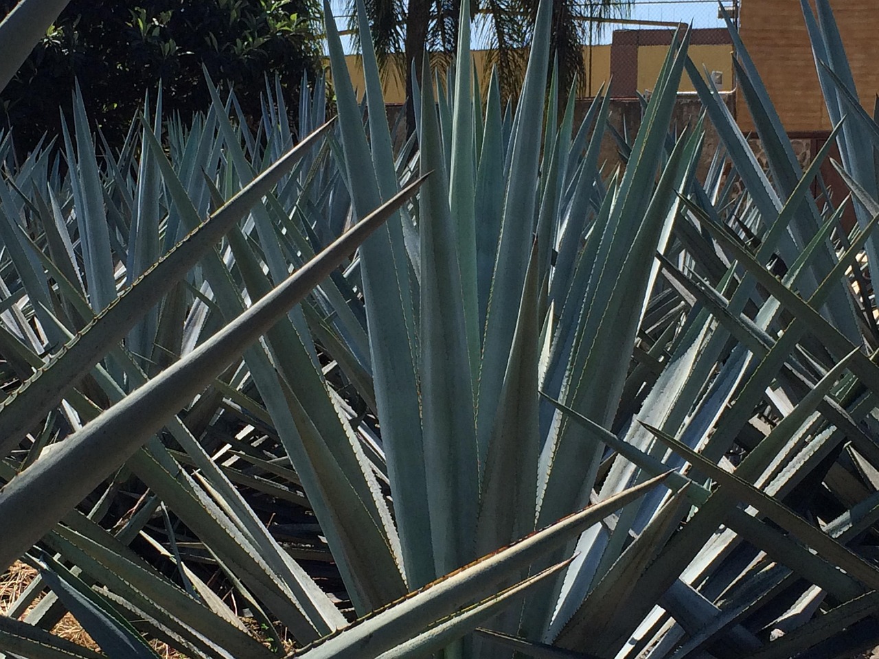 Blaue Agave Garten Tequila - Kostenloses Foto auf Pixabay