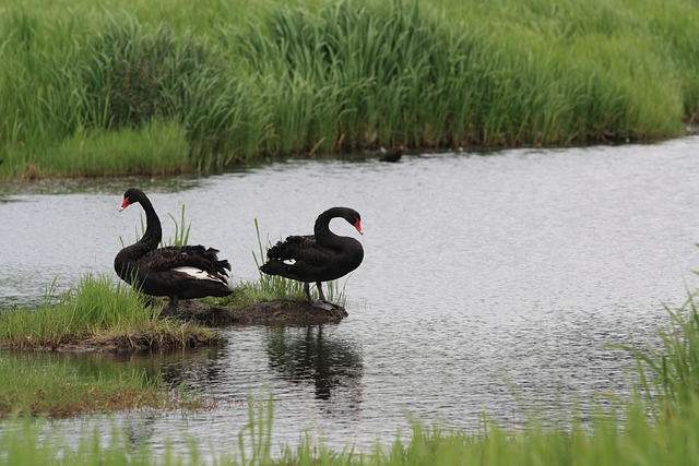 Schwarzer Schwan, Vogel, Tier