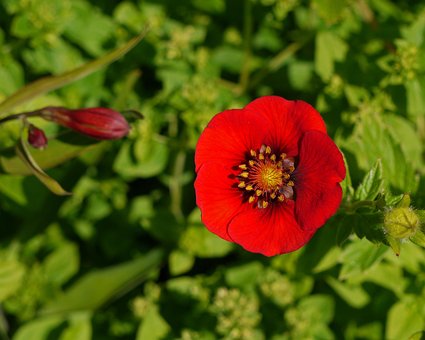 Free National Botanic Garden Of Wales Wales photo and picture
