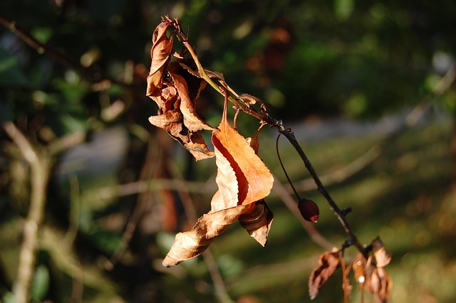 Free Leaves Nature photo and picture