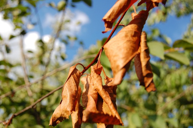 Free Leaves Sprig photo and picture