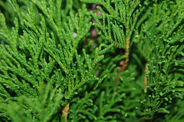 Free Green Fir photo and picture