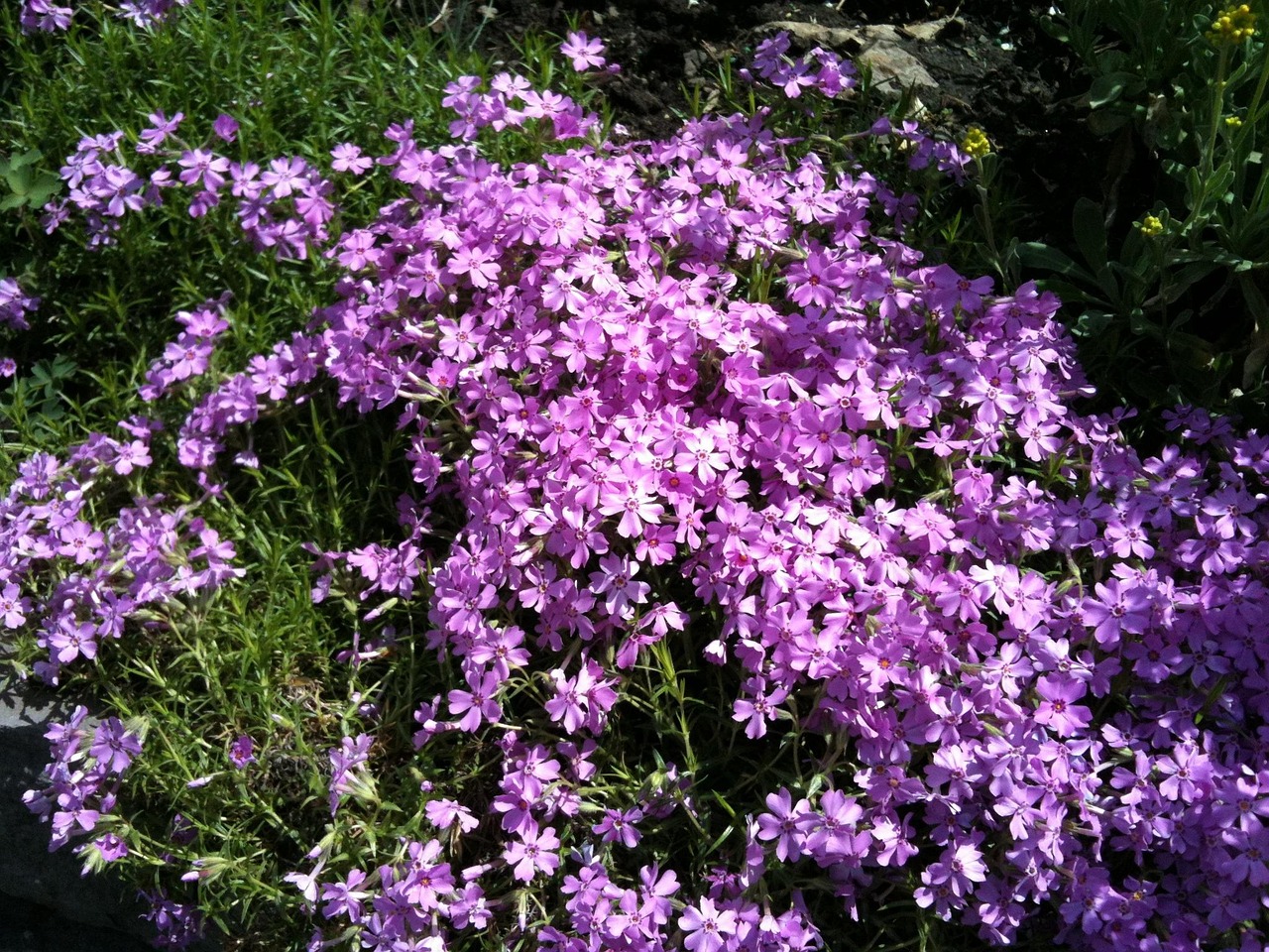 Primavera Flores Roxa - Foto gratuita no Pixabay - Pixabay