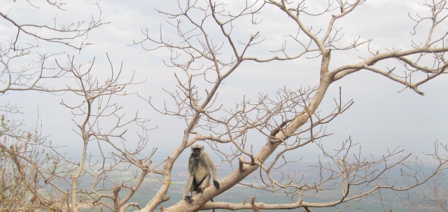 Free Monkey Nature photo and picture