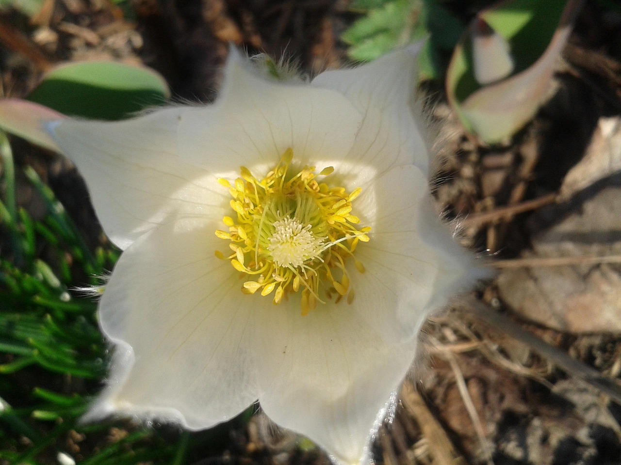 Pulsatilla Blanco Primavera - Foto gratis en Pixabay - Pixabay