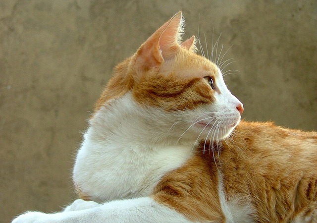 Free Cat Animal photo and picture