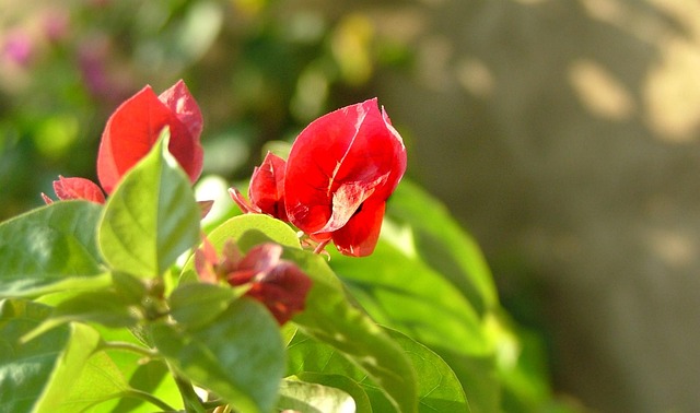 Free Flower Red photo and picture