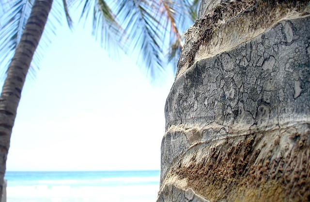 Free Palm Tree Caribbean photo and picture
