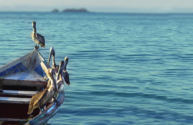 Free Pelican Boat photo and picture