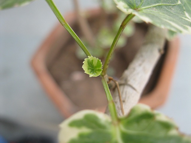 Free Plant Leaf photo and picture