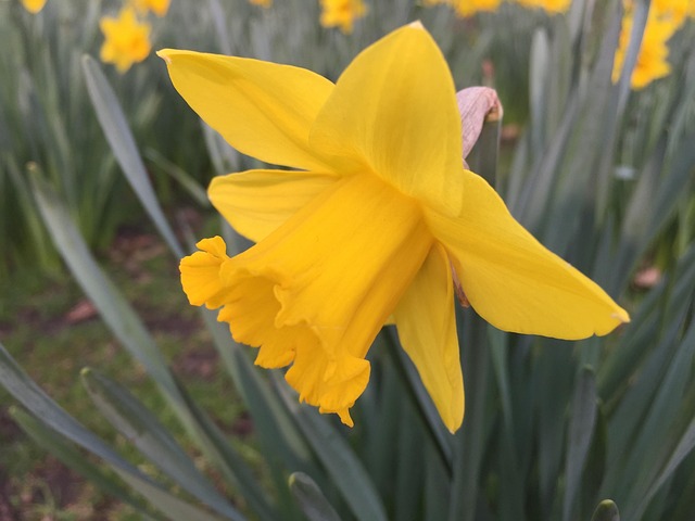 Gelb, Narzisse, Blüte, Sommer, Blumen