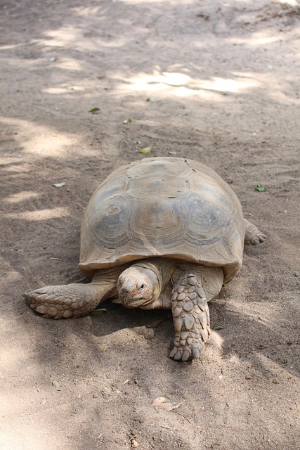 Schildkröte, Reptil, Tier, Langsam