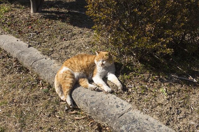 Free Cat Sunbath photo and picture