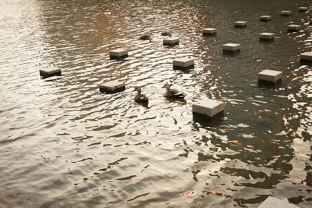 Free Duck Stream photo and picture