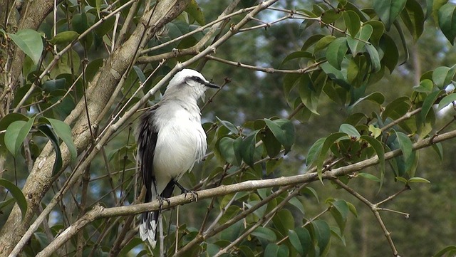 Free Bird Tree photo and picture
