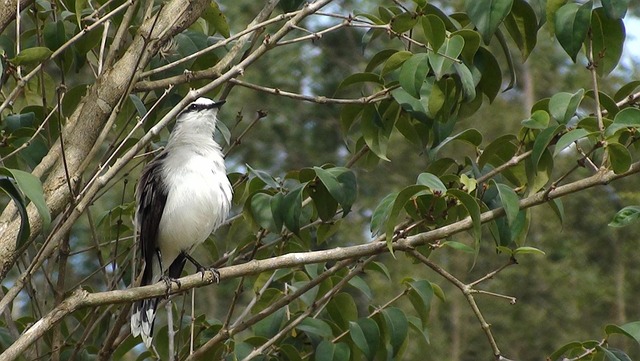 Free Bird Tree photo and picture