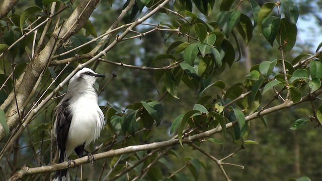 Free Bird Tree photo and picture