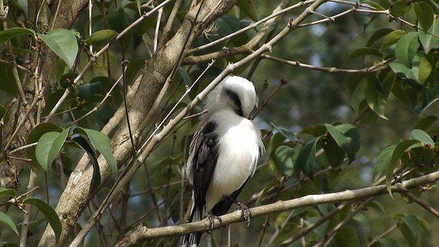 Free Bird Tree photo and picture
