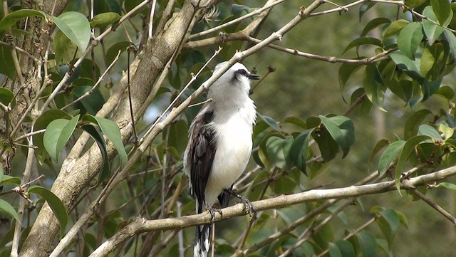 Free Bird Tree photo and picture