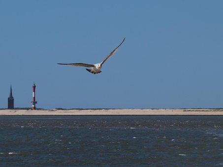 Γλάρος, Πουλί, Πέταγμα, Wangerooge
