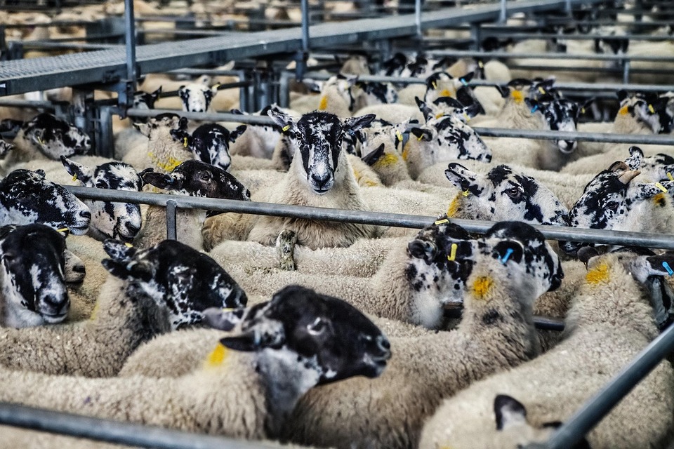Sheep Lambs Market · Free photo on Pixabay