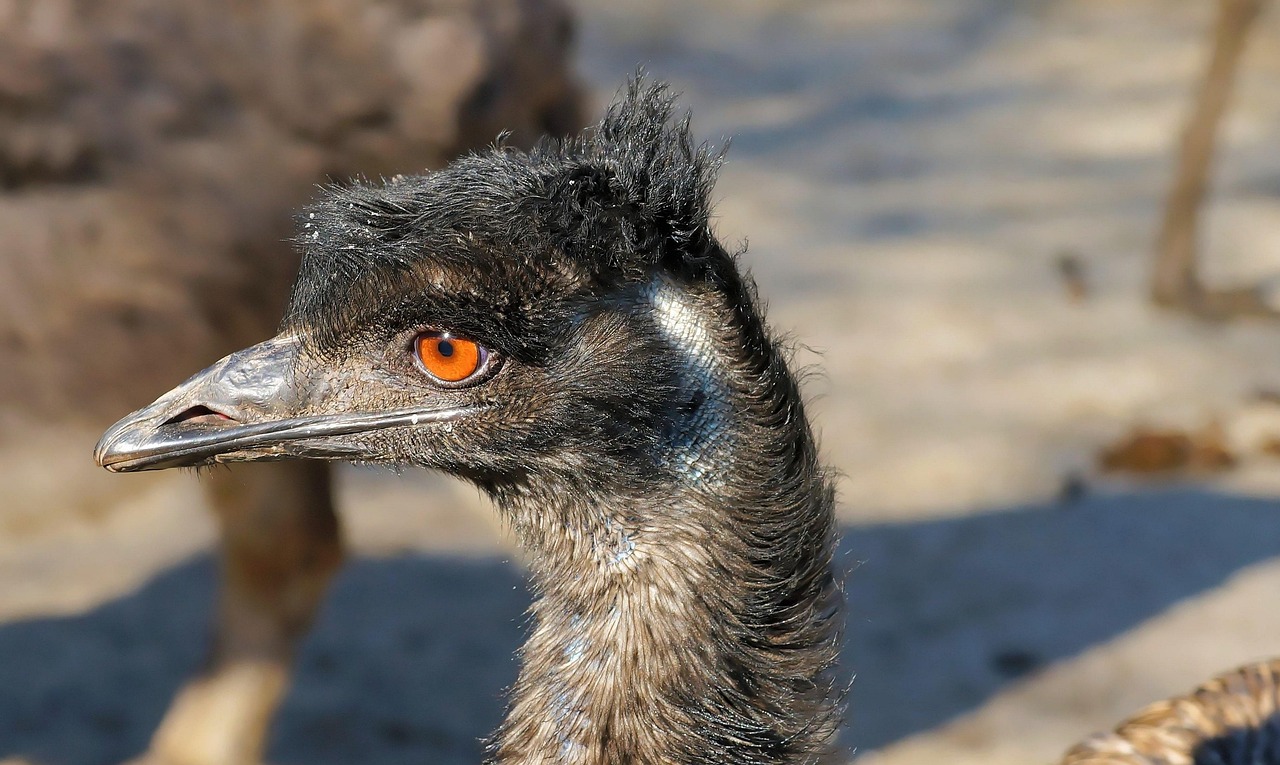 Emu Rats Emu Ratite Bird - Free photo on Pixabay - Pixabay