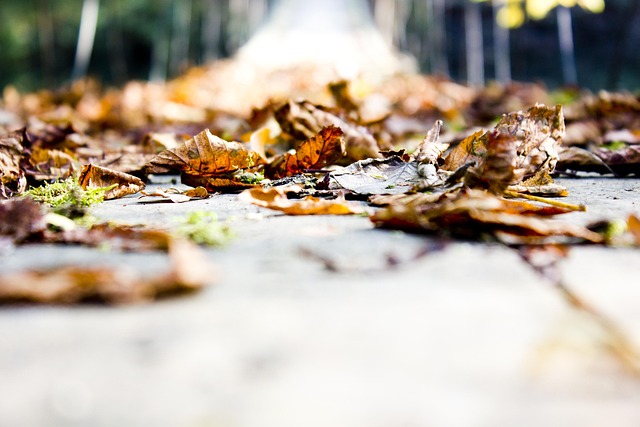 Free Fall Leaves photo and picture