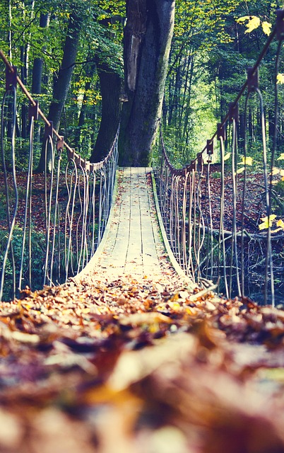 Free Fall Leaves photo and picture