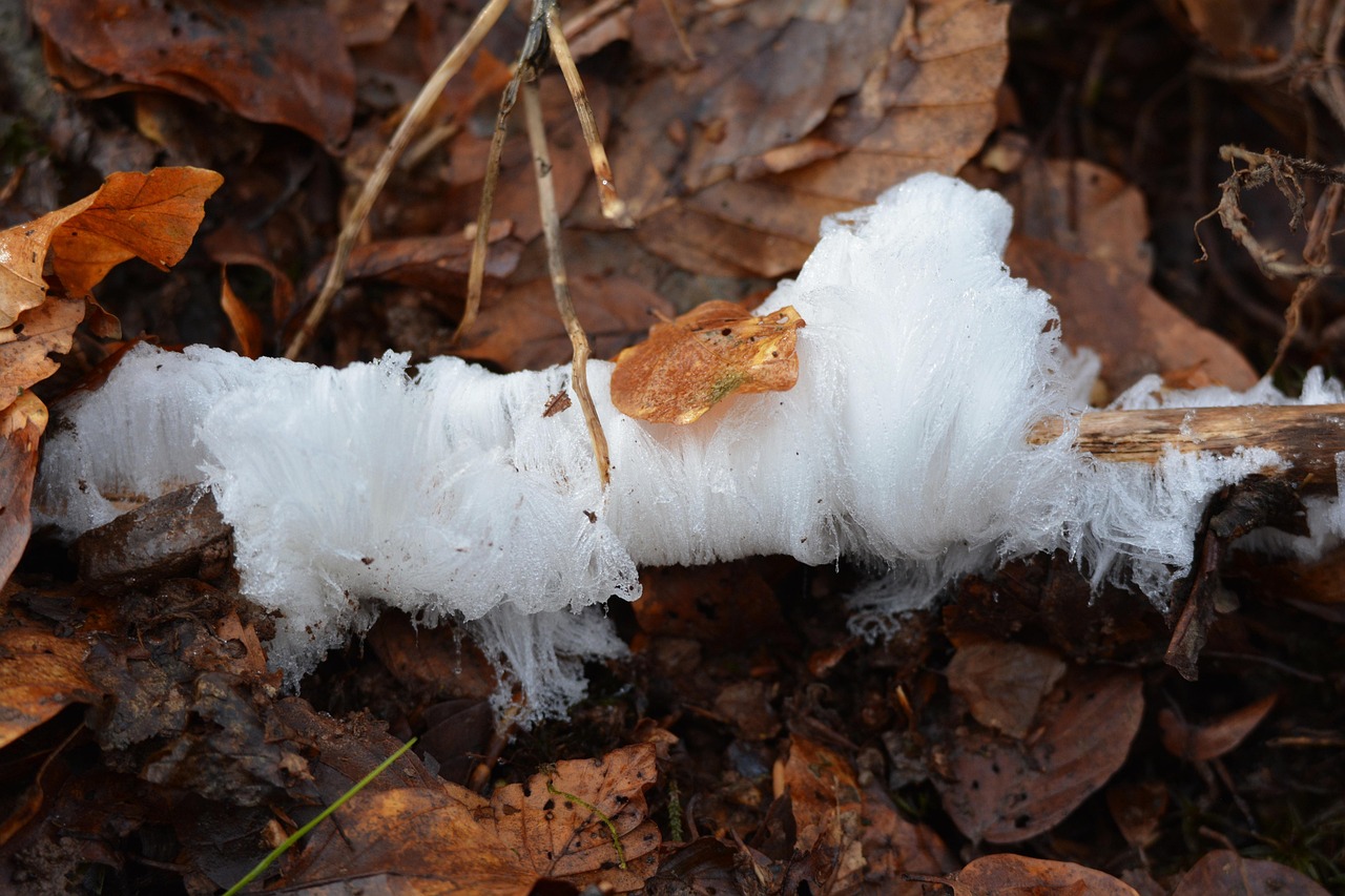 Hair Ice Cream Fungus Free photo on Pixabay Pixabay