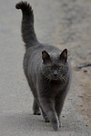 cat, cats, animal