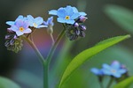 forget me not, blossom, bloom
