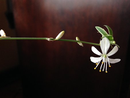 Flor, Bloom, Florecer, Primavera