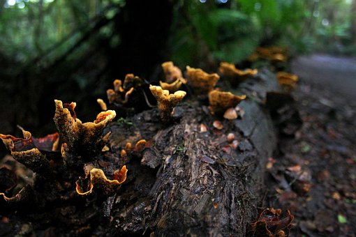 Hongos, Podrido, Decaer, Selva