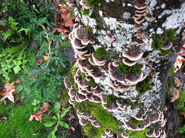 Free Turkey Tail Mushroom photo and picture