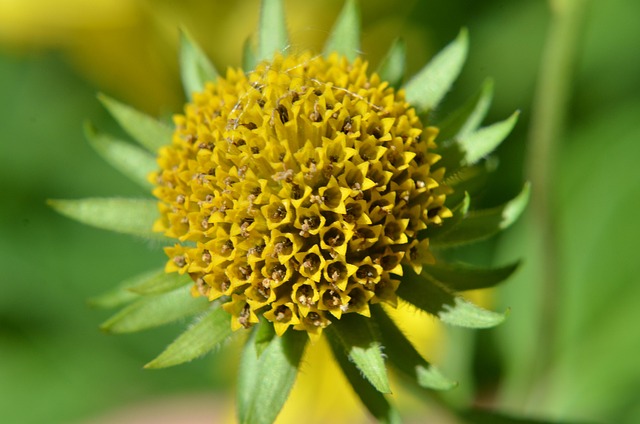 Free Macro Beautiful Flowers photo and picture