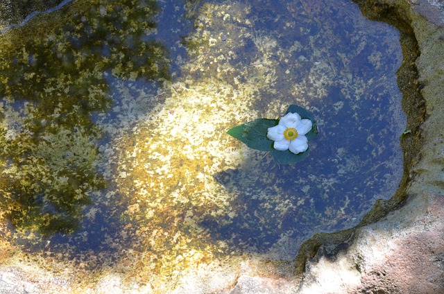Free Garden Zen photo and picture