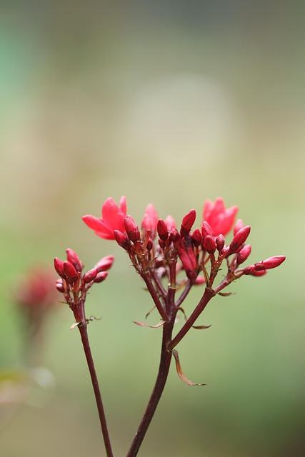 Free Flower Flower Wallpaper photo and picture